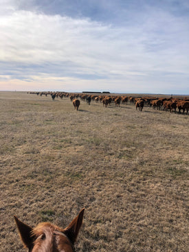 WELCOME to Silver Sage RANCH WEAR – Silver Sage Ranchwear