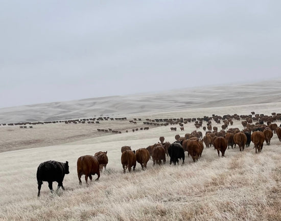 WELCOME to Silver Sage RANCH WEAR – Silver Sage Ranchwear